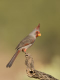 Pyrrhuloxia (Cardinalis Sinuatus) Male