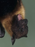 Flying Fox or Fruit Bat Head Showing its Teeth in its Open Mouth (Pteropus Giganteus)  India
