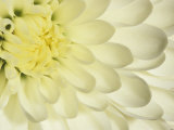 Close-Up of a White Chrysanthemum Flower