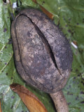 Fruit of the Mahogany Tree (Swietenia Macrophylla)  Meliaceae  an Important Timber Species