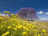 Jacaranda Tree in Bloom in a Field of Wildflowers (Jacaranda Mimosifolia)  Maui  Hawaii