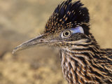 Greater Roadrunner Head  Geococcyx Californianus  Arizona  USA