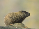 Woodchuck or Groundhog (Marmota Monax)  North America
