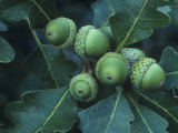 Gambel Oak Tree Leaves and Acorns  Quercus Gambelii  Southwestern North America