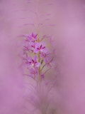 Fireweed  Chamerion Angustifolium  Blooms in Mid- to Late-Summer  North America