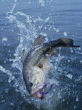 Largemouth Bass with Plastic Worm Jumping