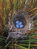 Red-Winged Blackbird Nest with Four Eggs in a Marsh  Agelaius Phoeniceus  North America