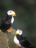 Horned Puffins  Fratercula Corniculata  St Paul Island  Pribilof Islands  Alaska  USA