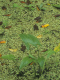 Arrowhead  Sagittaria Latifolia  and Duckweed  Lemna  in a Wetland Habitat  North America
