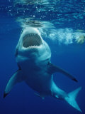 Great White Shark  Carcharodon Carcharias  Mexico  Pacific Ocean  Guadalupe