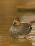 Male Gadwall Duck  Anas Strepera  North America