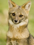 A Patagonian Gray Fox  Pseudalopex Griseus or Dusicyon Griseus  Patagonia  South America