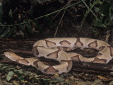 Southern Copperhead  Agkistrodon Contortrix  Southeastern USA