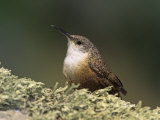 Canyon Wren (Catherpes Mexicanus)  California  USA