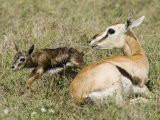 A Thomson's Gazelle with its Newborn Fawn  Gazella Thomsonii  East Africa