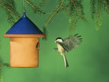 Carolina Chickadee Flying to a Nest Box or Bird House with Food in its Bill  Eastern USA
