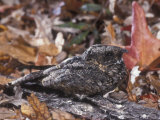 Common Poorwill (Phalaenoptilus Nuttallii)  California  USA