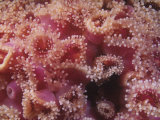 A Single Clone of Strawberry Sea Anemones  Corynactis Californica  California  USA