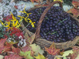 Swenson Red Grapes in a Harvest Basket Surrounded by Fall Flowers and Autumn Leaves