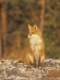 An Alert Red Fox (Vulpes Vulpes)  Katmai National Forest  Alaska  USA