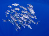 Spotted Oceanic Triggerfish (Canthidermis Maculatus)  Hawaii  USA
