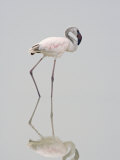 Lesser Flamingo Juvenile (Phoenicopterus Minor)  Ngorongoro Crater  Tanzania  East Africa