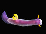 Nudibranch