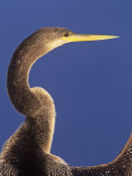 Anhinga Head Held High While its Wings are Drying  Anhinga Anhinga  Florida  USA