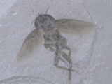 Fossil Cockroach  Green River Formation  Colorado  Usa Eocene  48 MYA