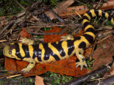 Barred Tiger Salamander (Ambystoma Mavoritum) Arizona  USA