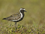 Pacific Golden-Plover (Pluvialis Fulva)  North America