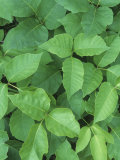 Poison Ivy