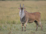 Large Bull Eland  Taurotragus Oryx  Maasai Mara  Kenya  Africa