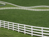 White Fence on Horse Farm  Bluegrass Region of Lexington  Kentucky
