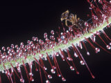 Sundew  Drosera Capensis  with a Trapped Ant on its Trichomes