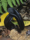 Velvety Earth Tongue (Trichoglossum Hirsutum)  North America