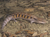 Blue-Tongued Skink  Tiliqua Multifasciata  a Threatened Species  Australia