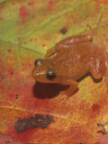 Spring Peeper on a Fall Leaf  Hyla Crucifer  Eastern North America