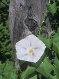 Morning Glory Flower and its Twining Stem  Flying Saucers Variety (Ipomoea)