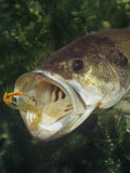 Largemouth Bass with Plastic Lure Underwater