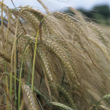 Ripening Barley Ears (Hordeum Vulgare)