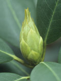 Rhododendron Flower Bud