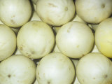 Melon Variety Honeydew