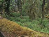 Temperate Rainforest Floor  Olympic National Park  Washington  USA