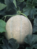 Muskmelon on the Vine (Cucumis Melo)  'Earligold'