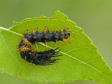 Royal Moth Second Instar Caterpillar (Citheronia Hamifera) Ecuador