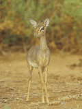 Guenther's Dik-Dik  Madoqua Guentheri  Samburu  Kenya  Africa