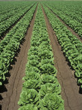 Lettuce Field  Lactuca Sativa  Arizona  USA