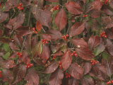 Flowering+dogwood+berries