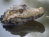 Dwarf Caiman